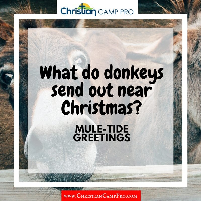 donkeys christmas muletide greetings